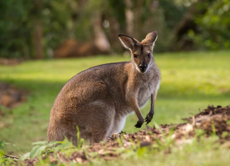 SPOTKANIE Z AUSTRALIĄ